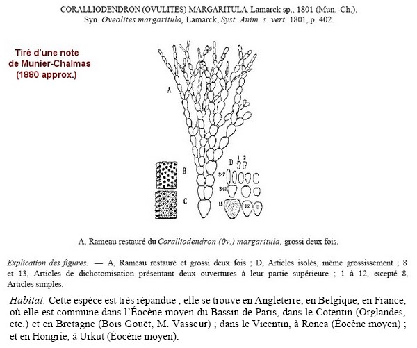 Codiacées de l Eocène du B. de P. #8031