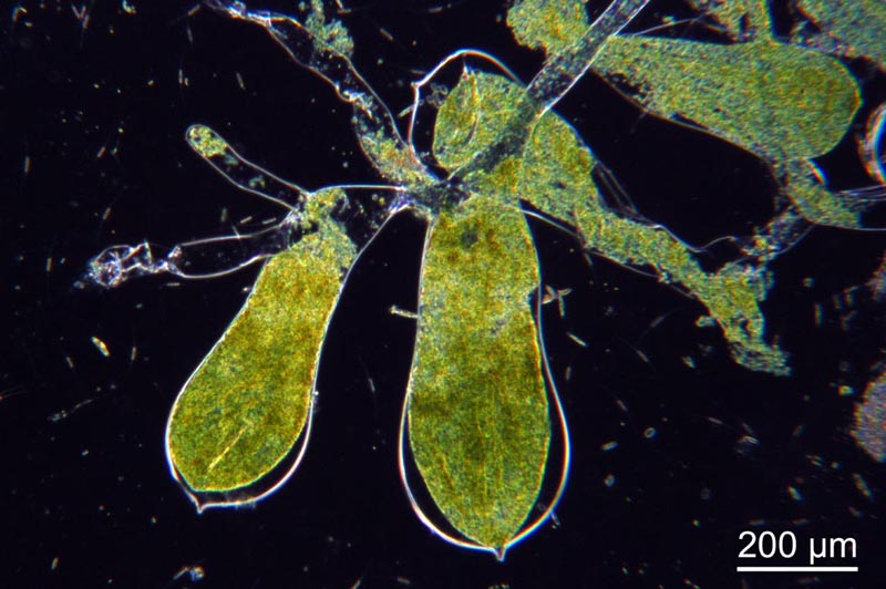 Codium fragile (Suringar) Hariot, chlorophycée marine #35359