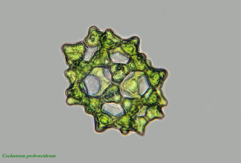 Coelastrum proboscideum #34318