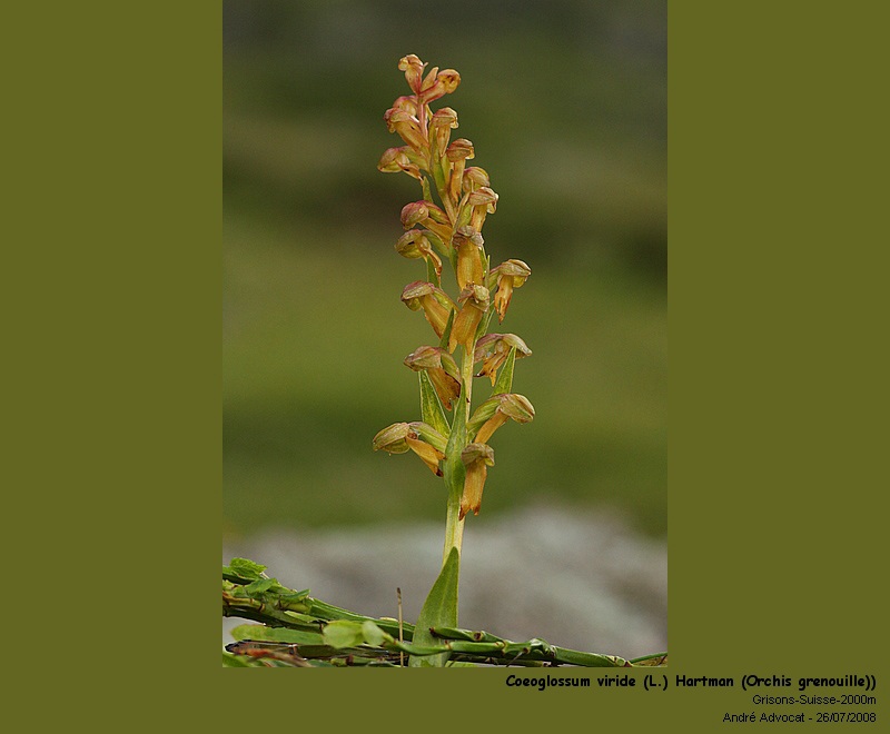 Coeoglossum viride (L.) Hartman  (Orchis grenouille) #5232