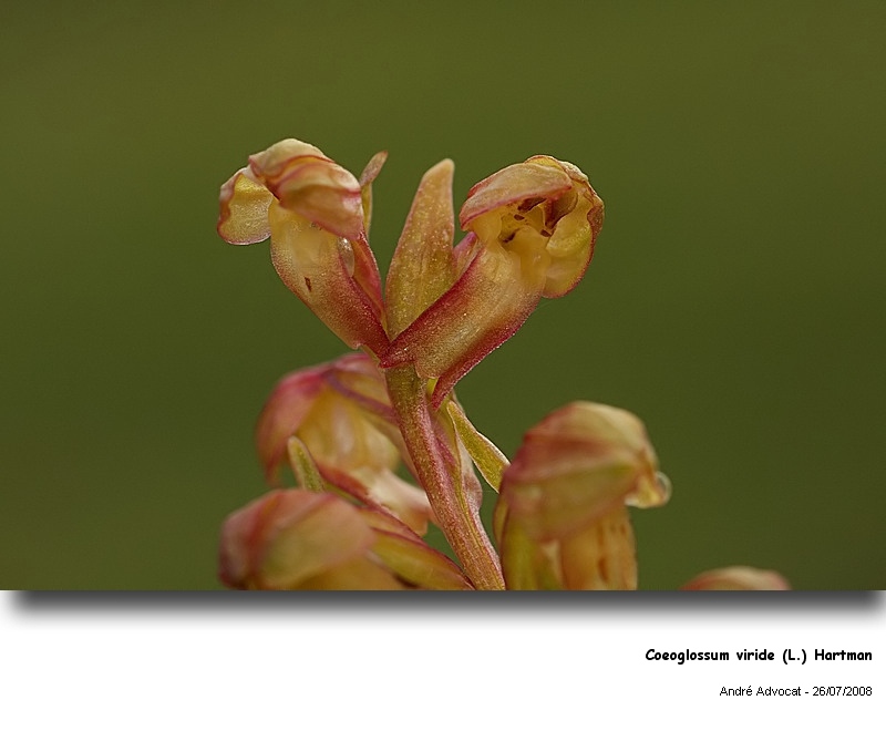 Coeoglossum viride (L.) Hartman  (Orchis grenouille) #5233