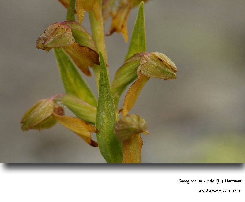 Coeoglossum viride (L.) Hartman  (Orchis grenouille) #5234