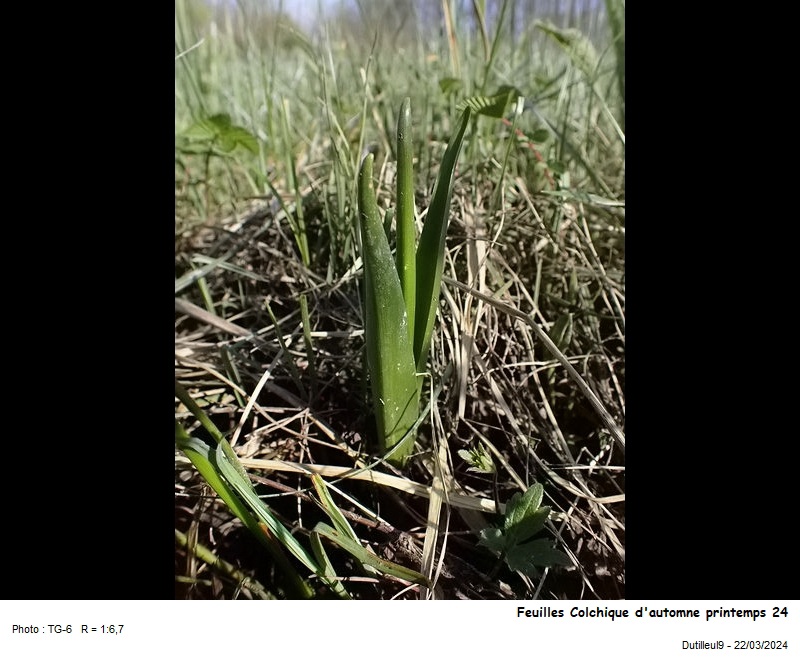 Colchicum autumnale L. #78395