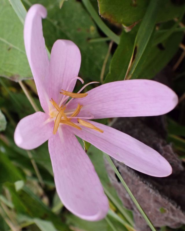 Colchicum autumnale L. #76644