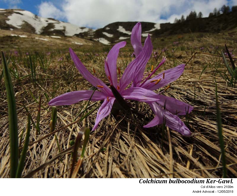Colchicum bulbocodium Ker-Gawl. #54956