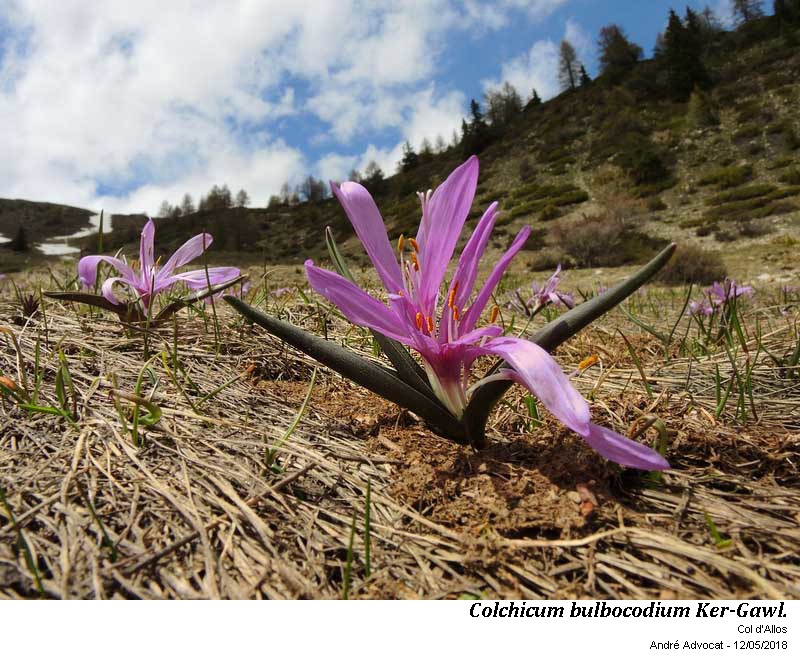 Colchicum bulbocodium Ker-Gawl. #54955