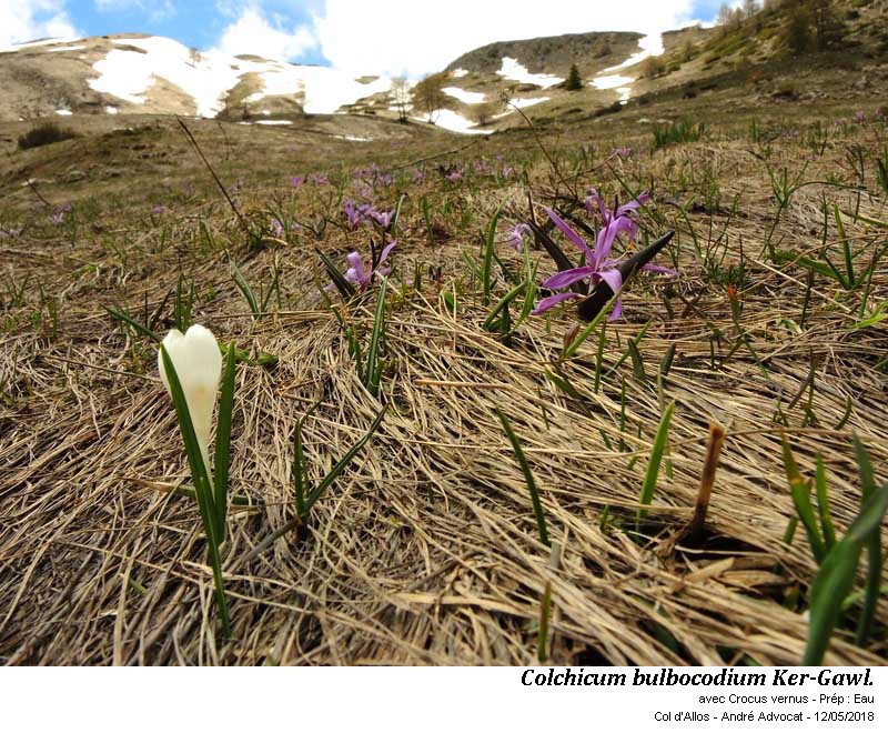 Colchicum bulbocodium Ker-Gawl. #54957