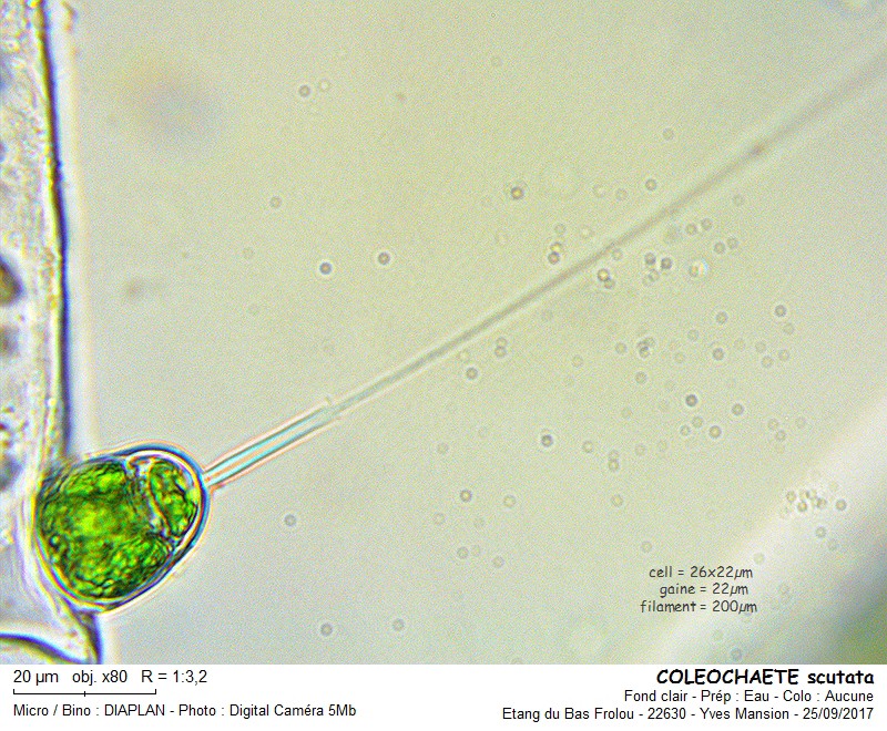 COLEOCHAETE scutata #51635
