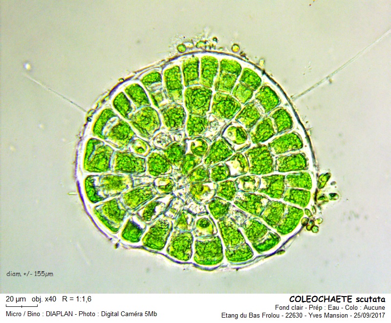 COLEOCHAETE scutata #51632