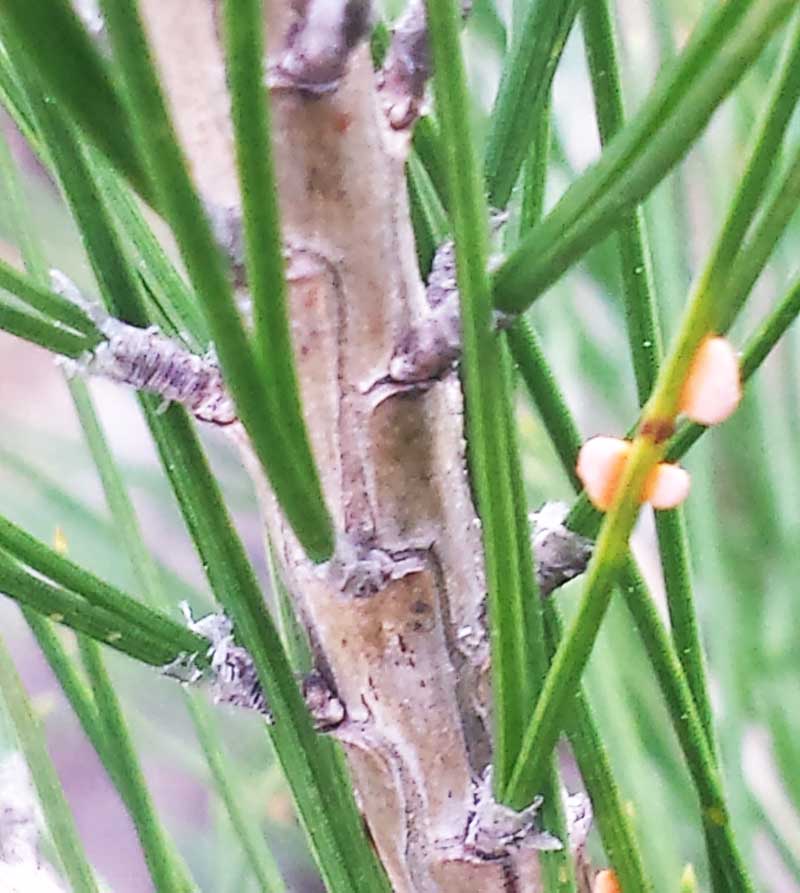 Coleosporium tussilaginis #44185