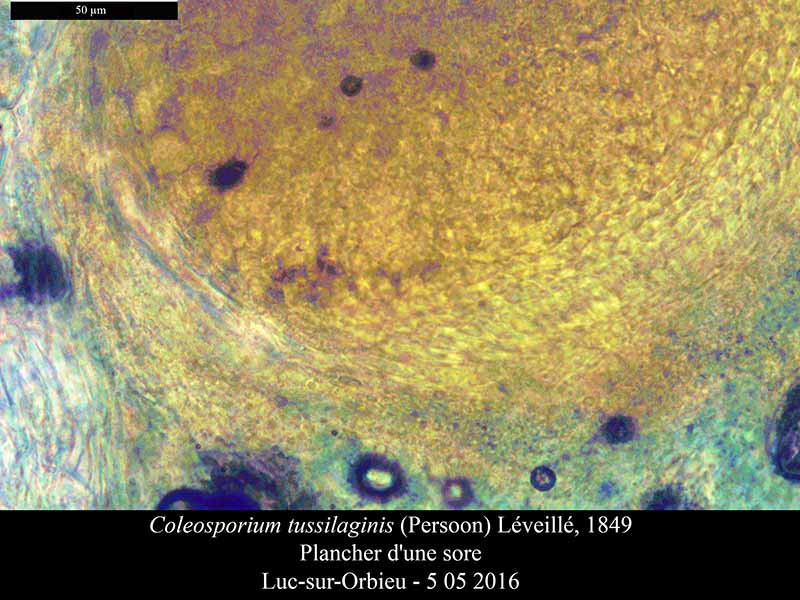 Coleosporium tussilaginis #45089