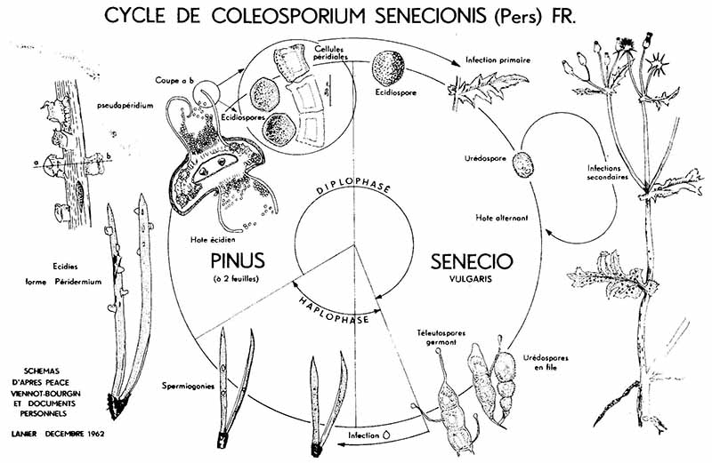 Coleosporium tussilaginis #44187
