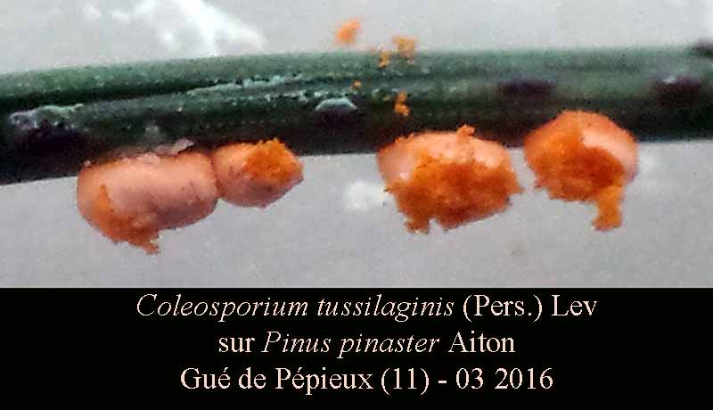 Coleosporium tussilaginis #44186