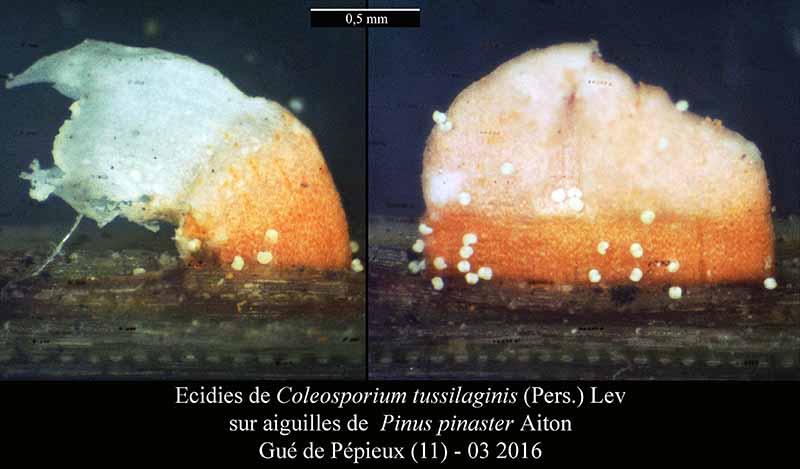 Coleosporium tussilaginis #44188
