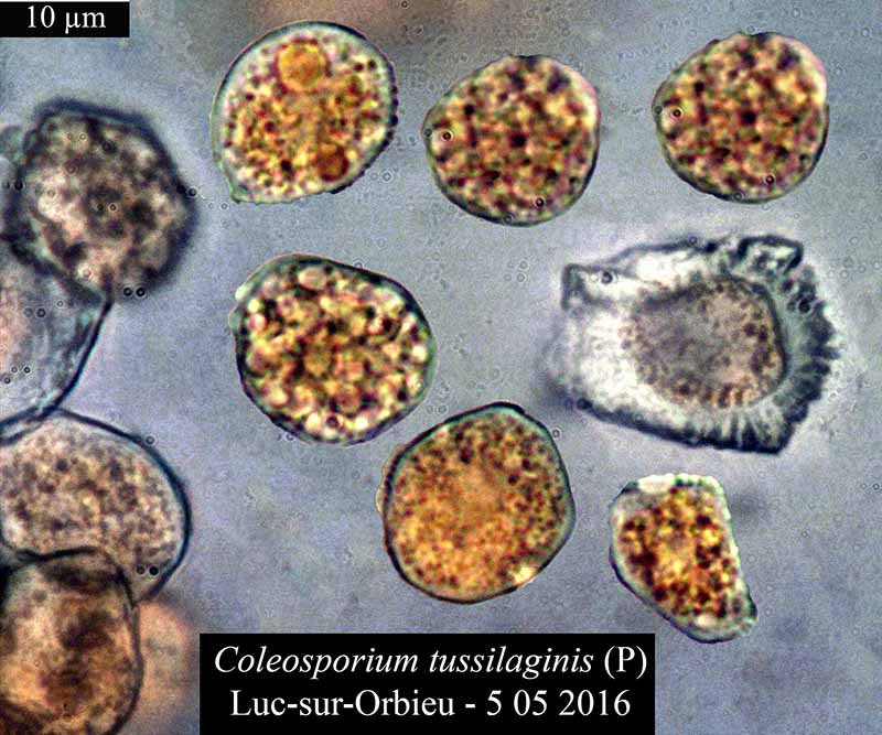 Coleosporium tussilaginis #45091