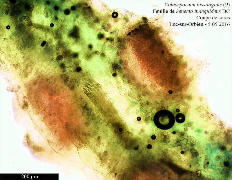 Coleosporium tussilaginis #45088