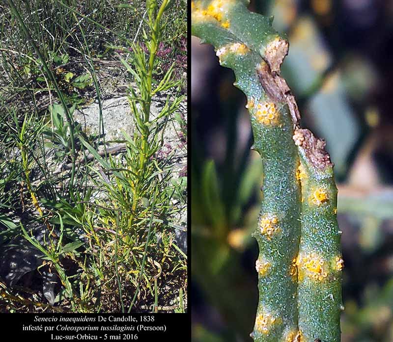 Coleosporium tussilaginis #45085