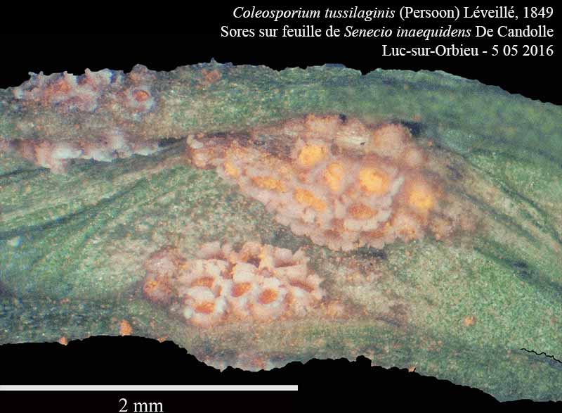 Coleosporium tussilaginis #45086
