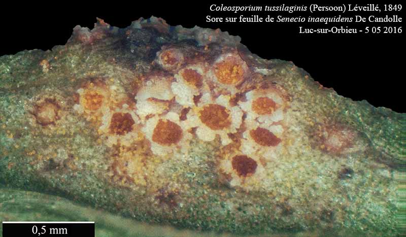 Coleosporium tussilaginis #45087