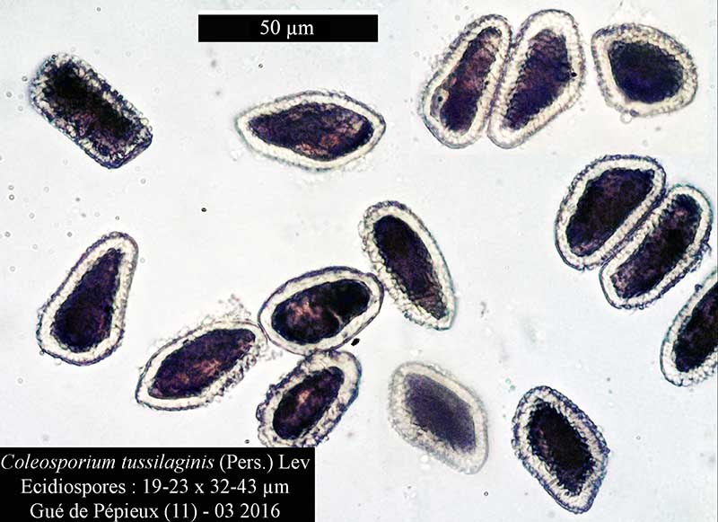 Coleosporium tussilaginis #44189