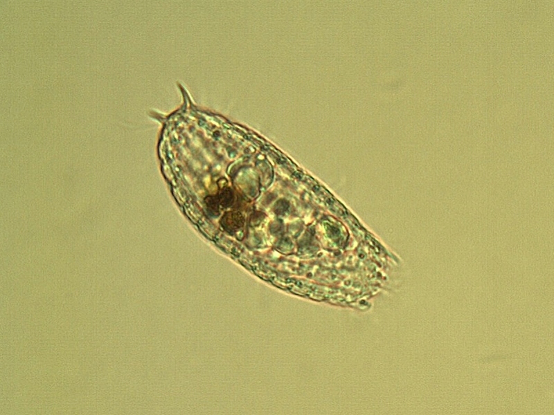 Coleps hirtus - Nitzsch, 1817 #13604