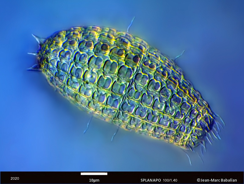 Coleps hirtus #62972