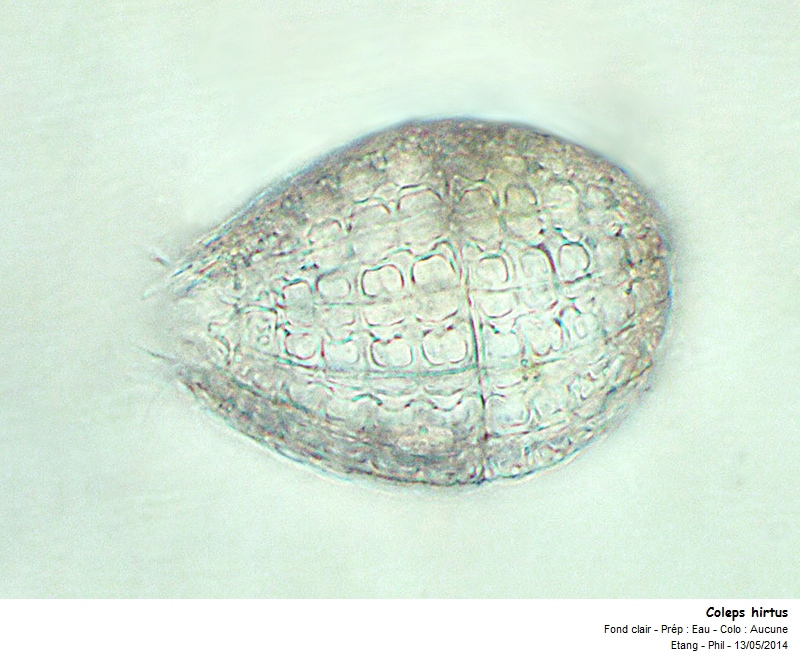 Coleps hirtus #37545