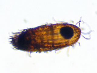Coleps striatus #36257