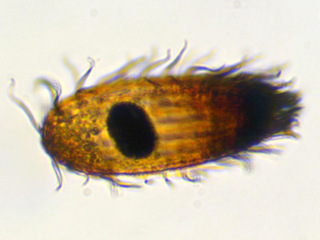 Coleps striatus #36256