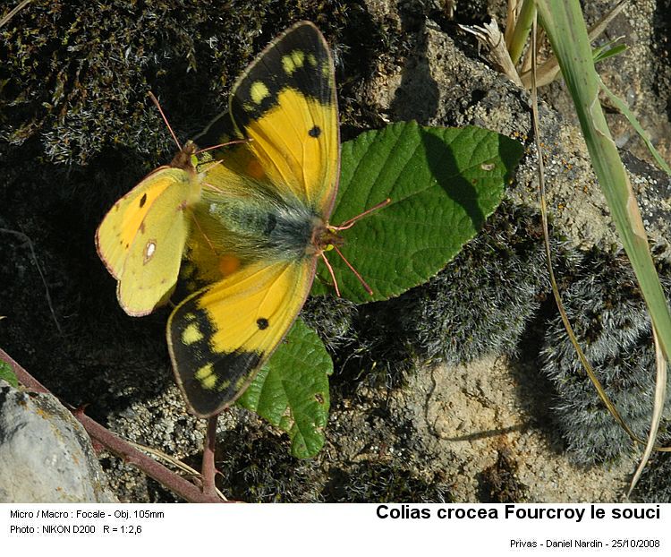 Colias crocea Fourcroy 1785 Le souci #6350