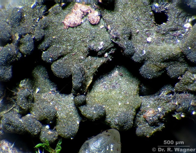 Collema cf. tenax #11440