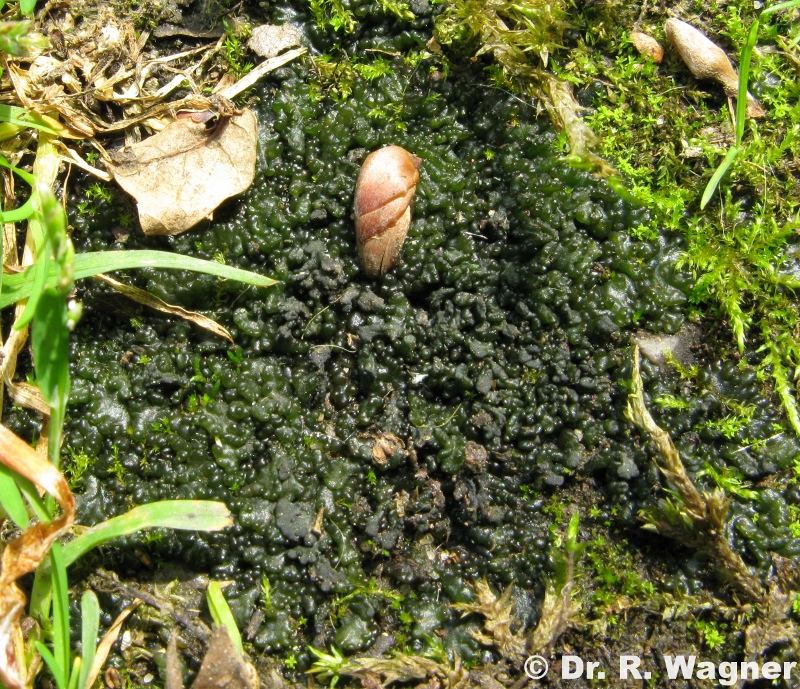 Collema cf. tenax #11439