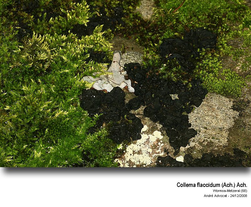 Collema flaccidum (Ach.) Ach. #34464