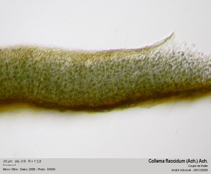Collema flaccidum (Ach.) Ach. #34469