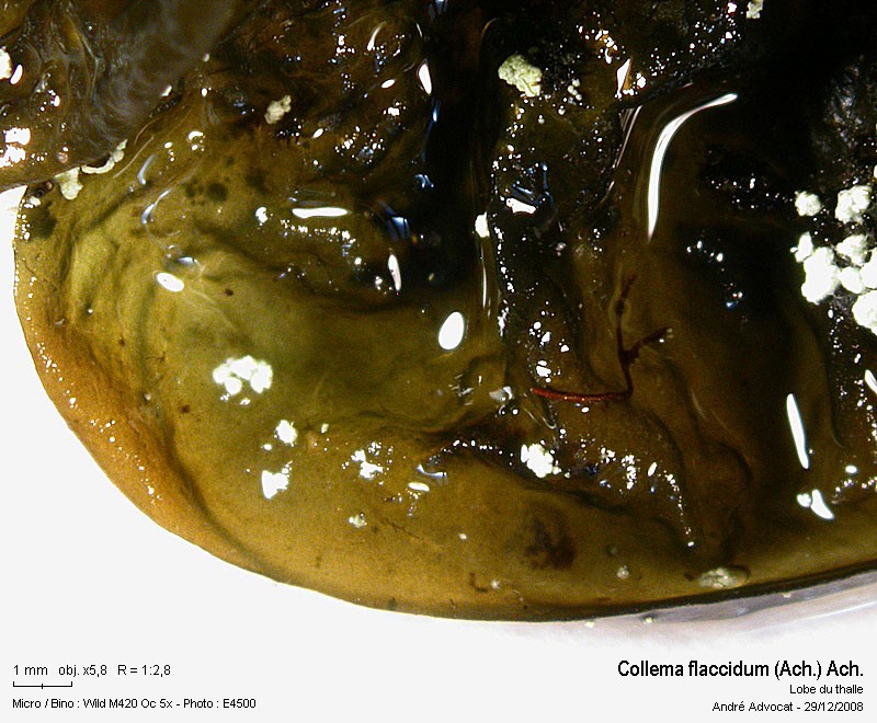 Collema flaccidum (Ach.) Ach. #34466