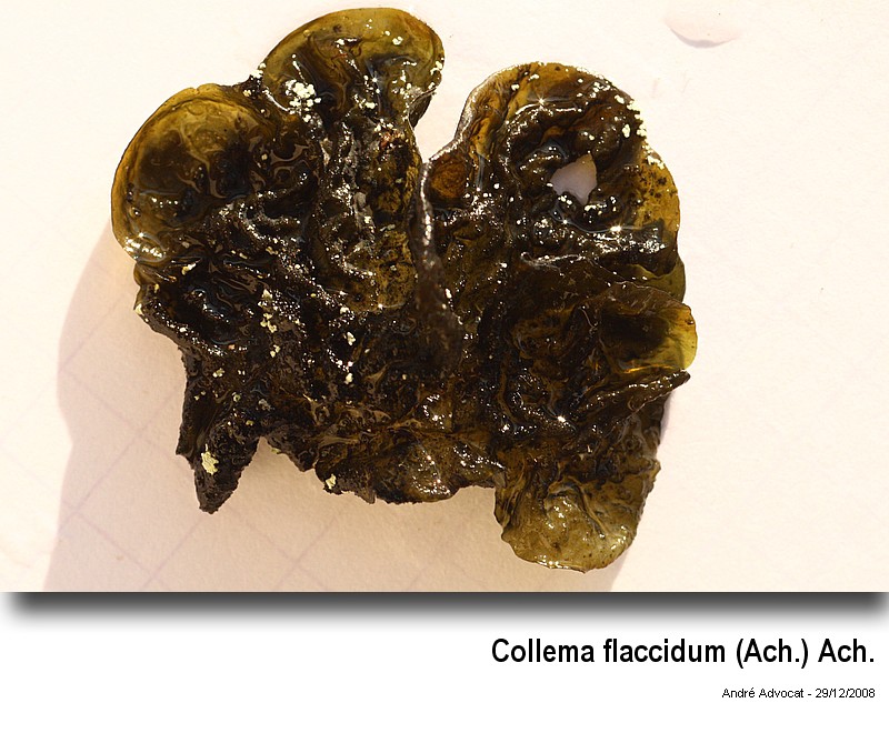 Collema flaccidum (Ach.) Ach. #34465