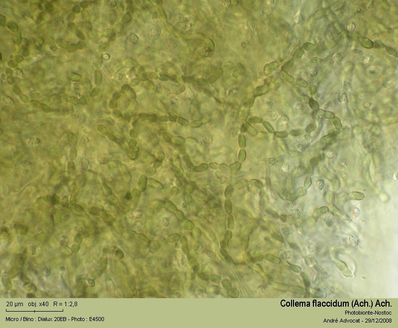 Collema flaccidum (Ach.) Ach. #34470