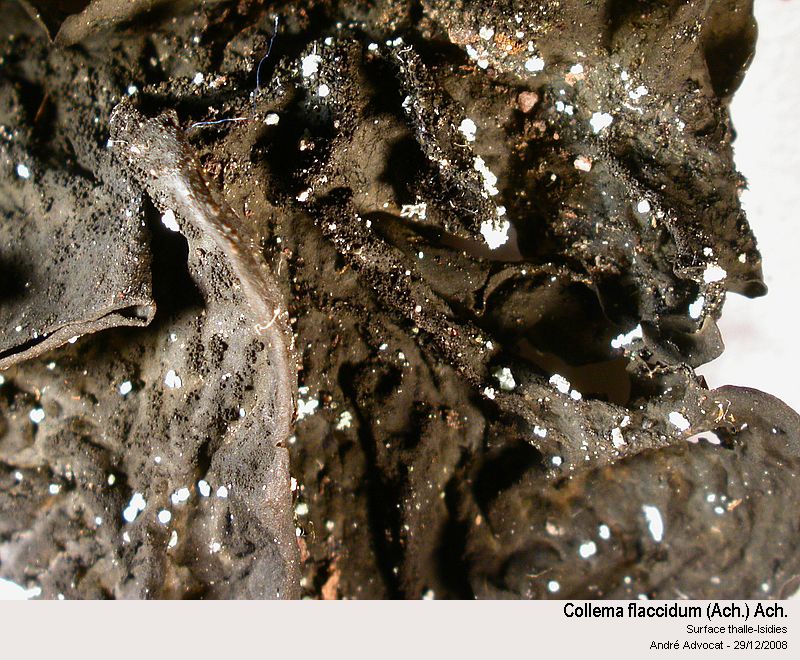Collema flaccidum (Ach.) Ach. #34467