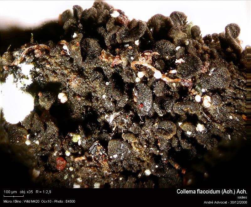 Collema flaccidum (Ach.) Ach. #34468
