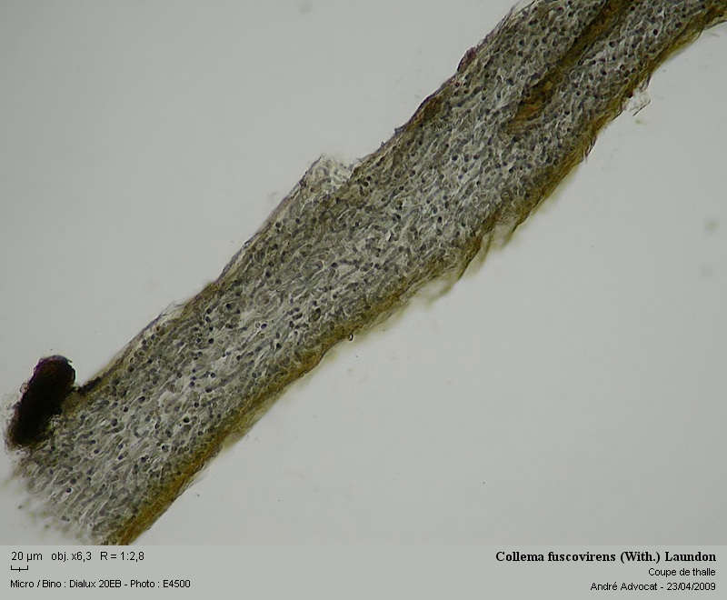 Collema fuscovirens (With.) Laundon #10421