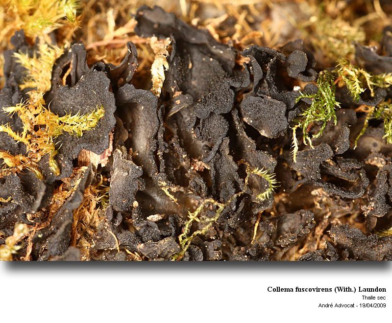 Collema fuscovirens (With.) Laundon #10419