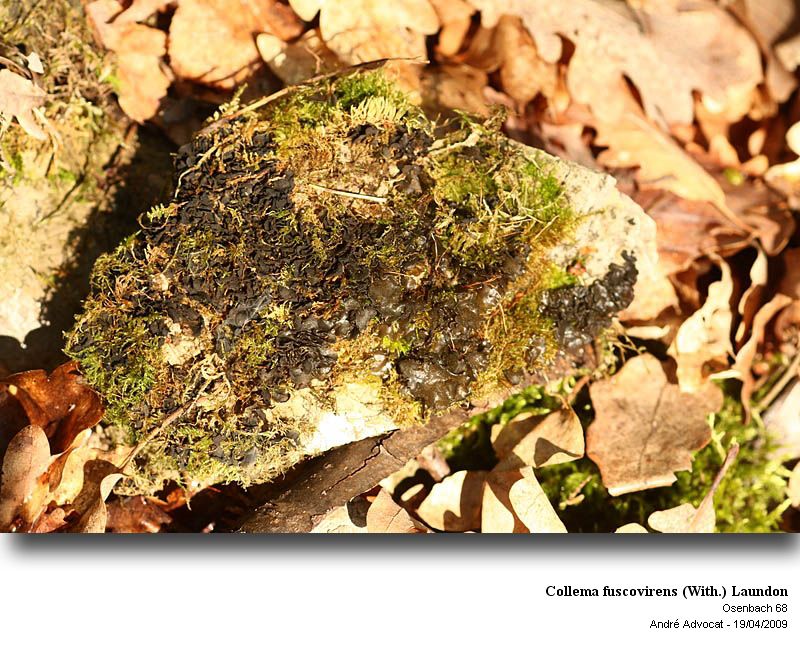 Collema fuscovirens (With.) Laundon #10417