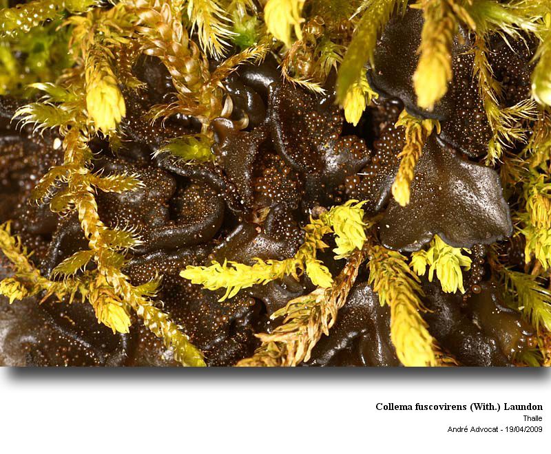 Collema fuscovirens (With.) Laundon #10420