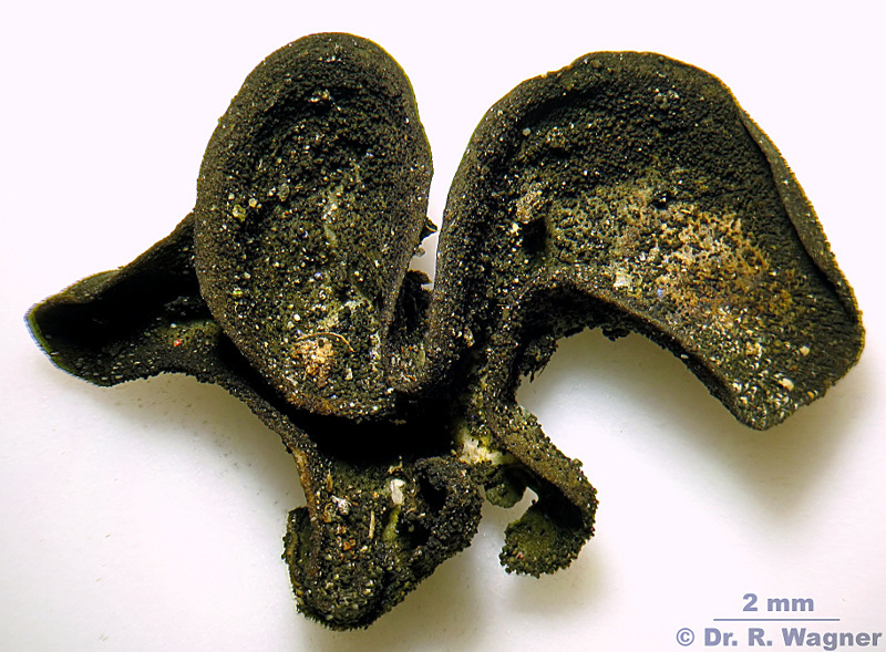Collema fuscovirens #10398