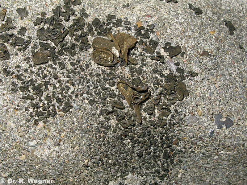 Collema fuscovirens #10397