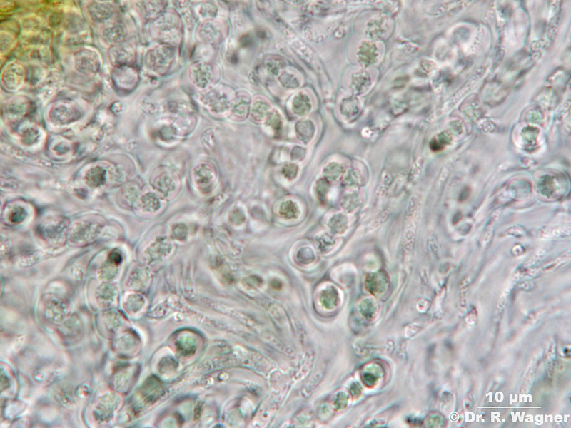 Collema fuscovirens #10400