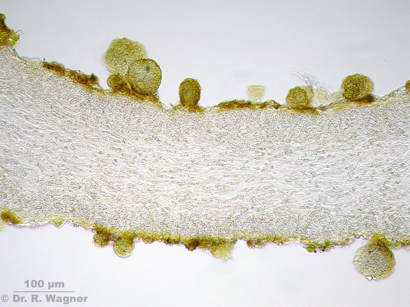 Collema fuscovirens #10399