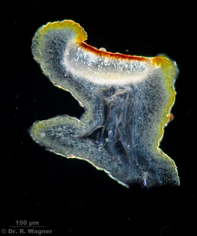 Collema polycarpon #6588
