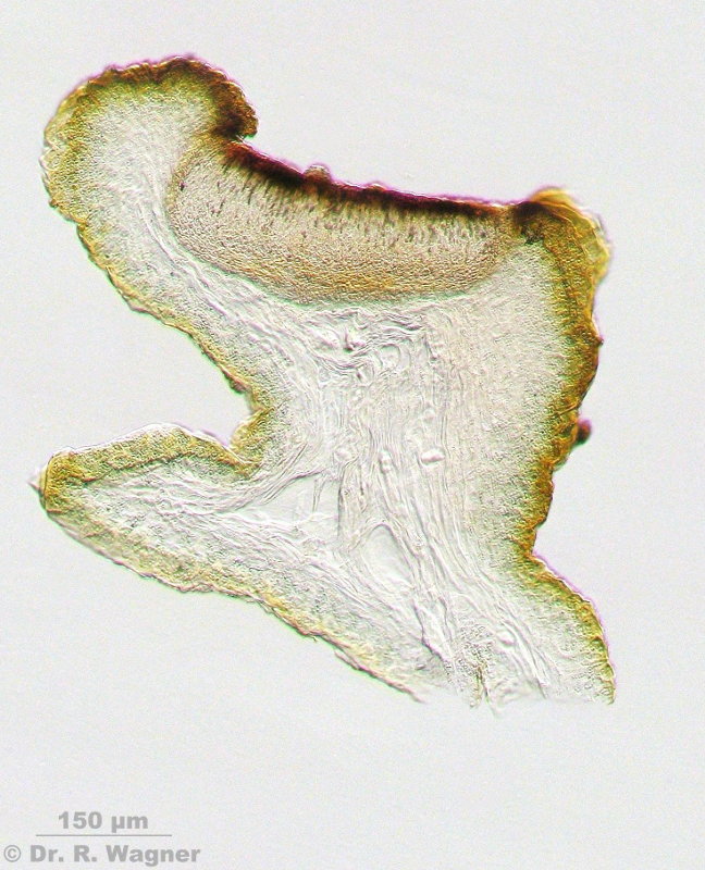 Collema polycarpon #6587