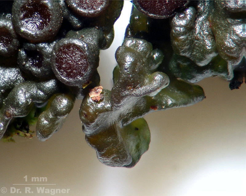 Collema polycarpon #6471